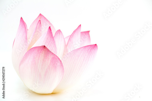 Beautiful lotus isolated on white background