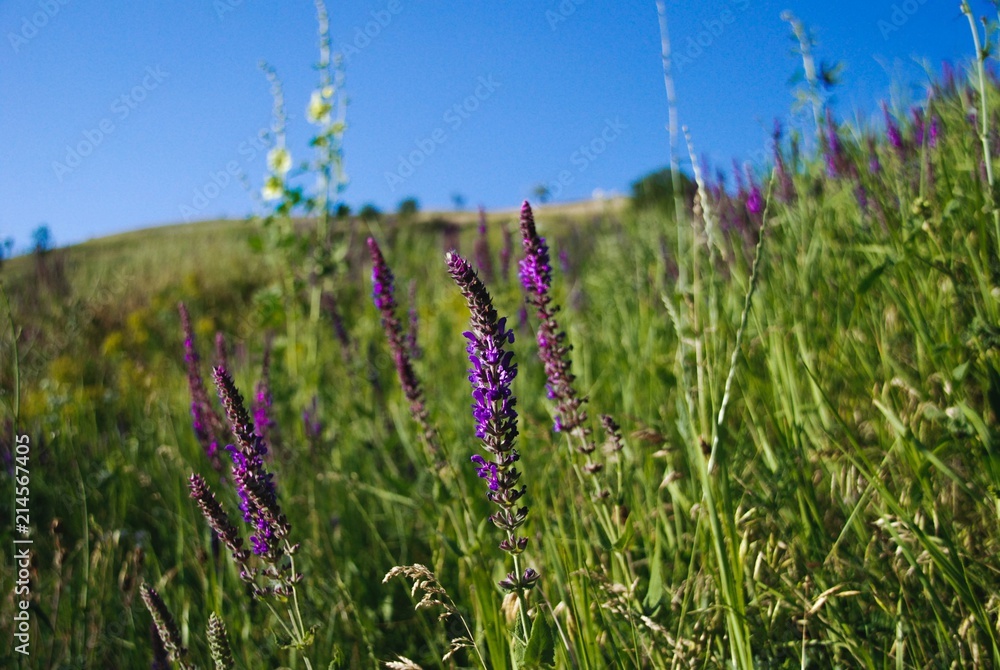 small lilac flowers grow in a green meadow small lilac flowers grow in a green meadow