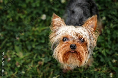 funny and cute portrait of a Yorkshire terrier © Kate