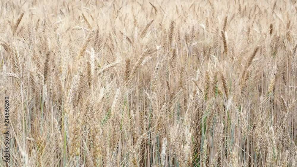 Wheat field. Golden ears of wheat on the field. Background of ripening ears of meadow wheat field. Rich harvest Concept Wheat field. Golden ears of wheat on the field. Background of ripening ears of meadow wheat field. Rich harvest Concept