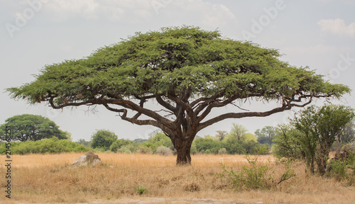Akazienbaum in der Savanne Simbabwe  S  dafrika