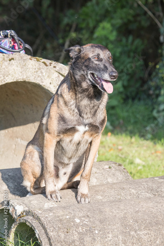 Portrait of a tervuren dog living in belgium