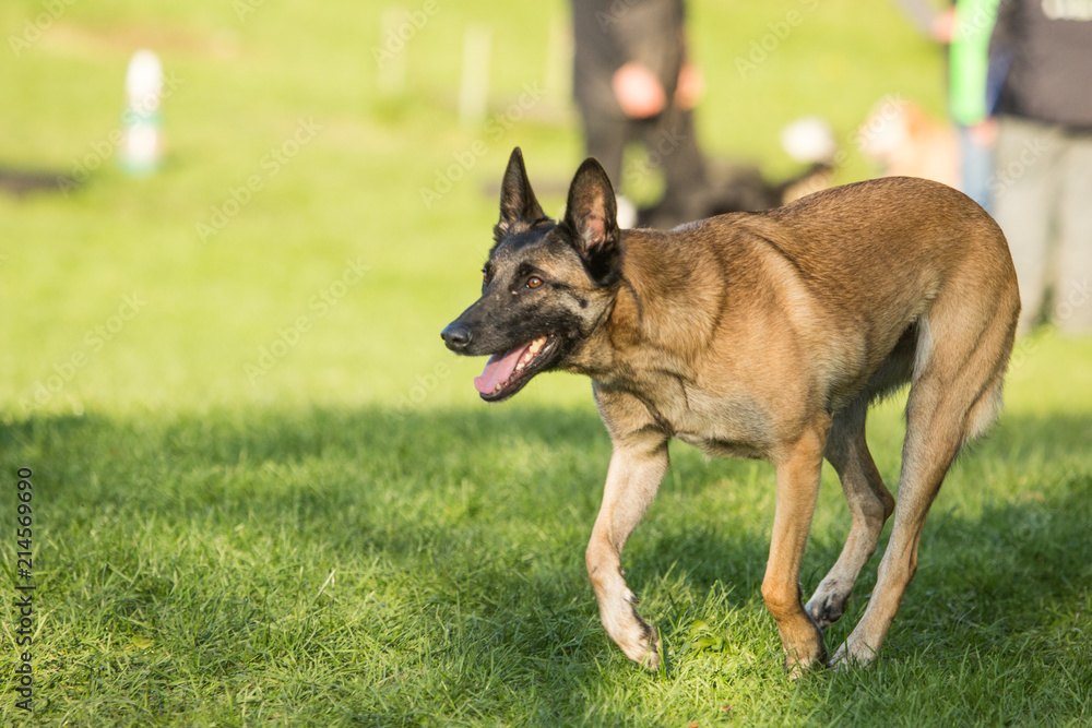 Portrait of a tervuren dog living in belgium Portrait of a tervuren dog living in belgium
