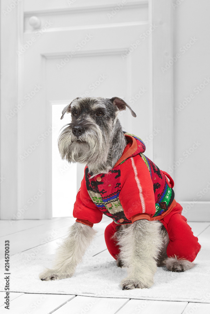 Red rock cheap miniature schnauzer