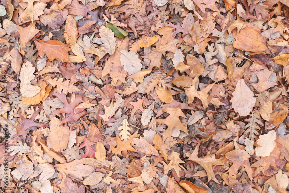 Various of Autumn leaves on the ground. Fall foliage. Top view. Various of Autumn leaves on the ground. Fall foliage. Top view.
