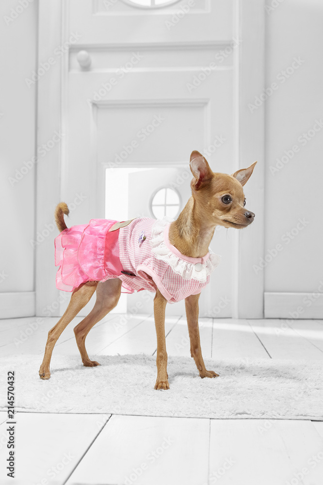 Why Does My White Dog Look Pink