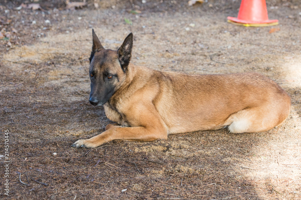 Portrait of a tervuren dog living in belgium Portrait of a tervuren dog living in belgium