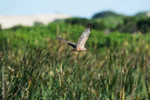 A bird hunts in the tall reeds