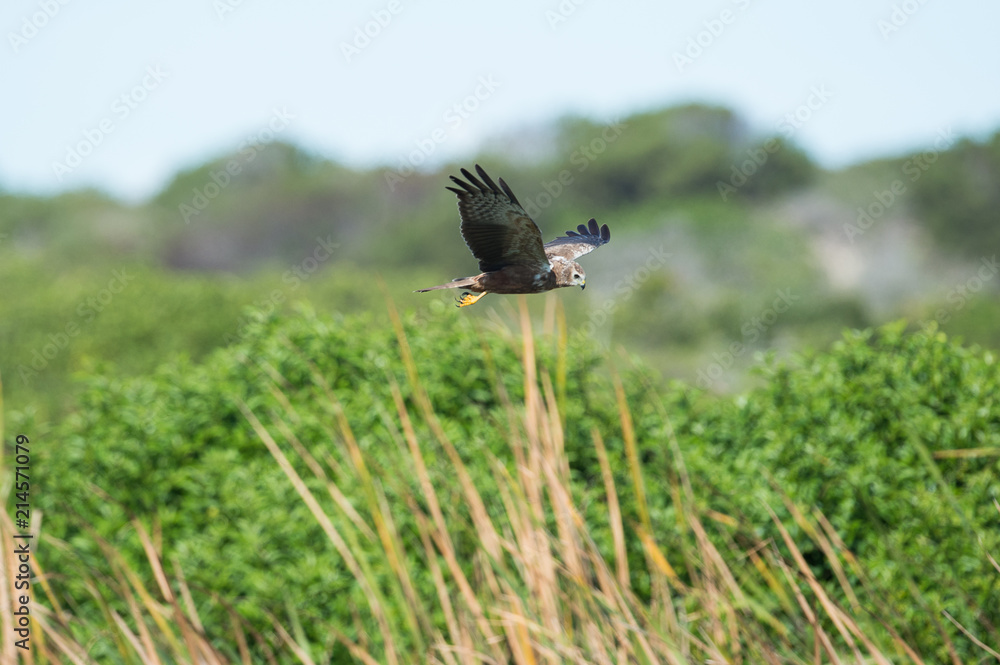 Fototapeta premium Bird flying over field