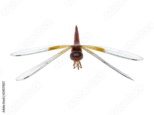 macro image of dragonfly photo