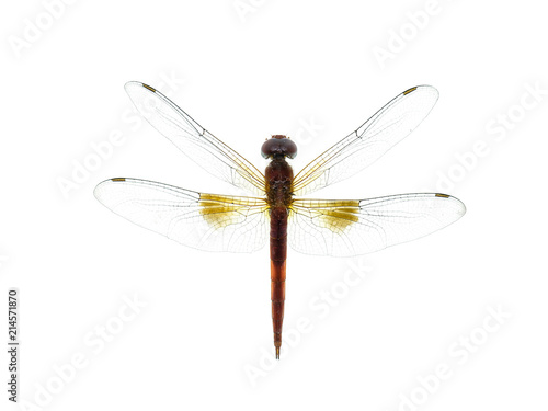 macro image of dragonfly