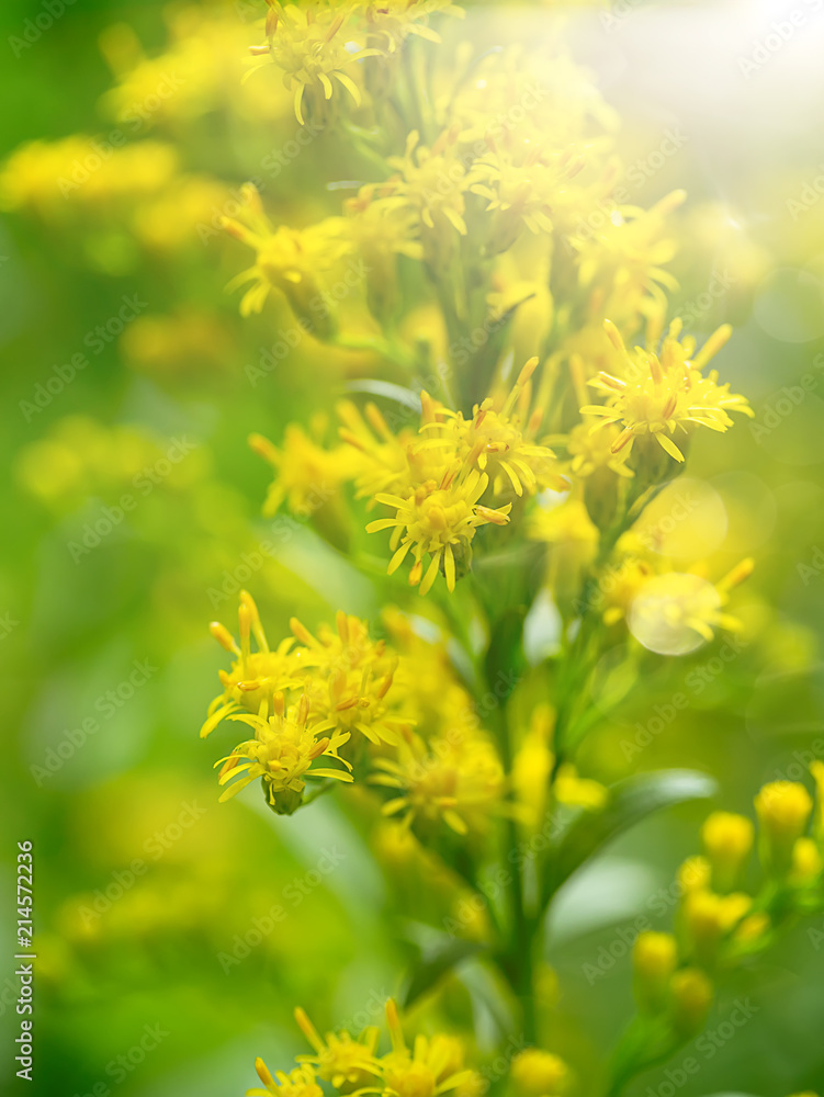 Solidago canadensis flower Solidago canadensis flower