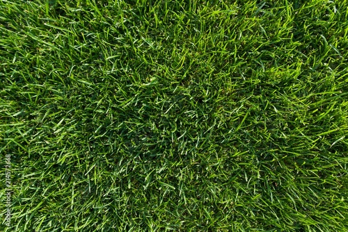 Abstract texture background, natural bright green grass close-up lawn carpet, top view.