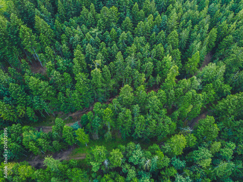 Drone aerial view of the forest in High Tatra mountains