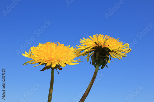 Fototapeta Naklejka Na Ścianę i Meble -  yellow dandelions against a clear blue sky