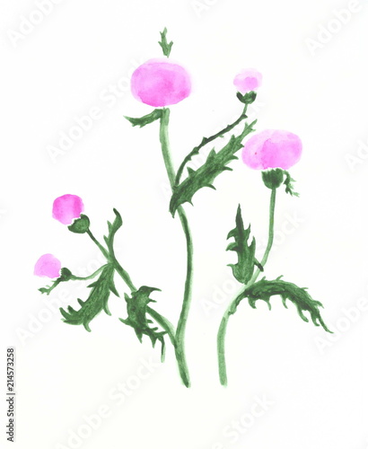 Drawing with watercolors: plant thistle with purple flowers.