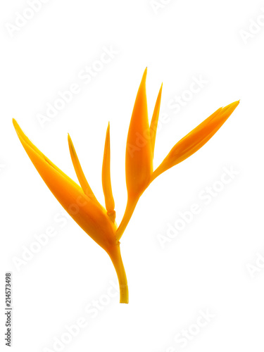 Close up Heliconia flower