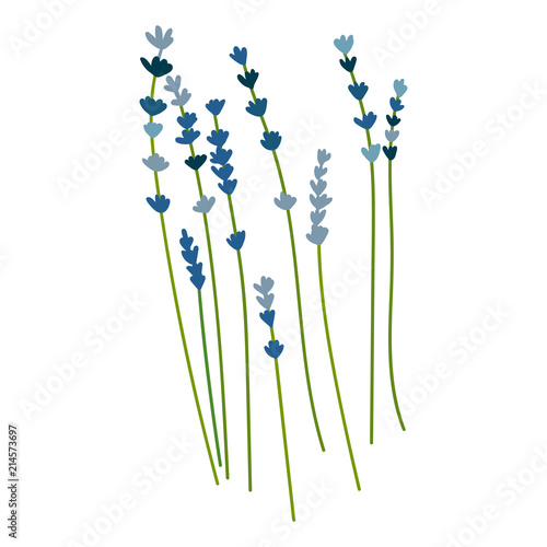 Fototapeta Naklejka Na Ścianę i Meble -   Vector floral botanical illustration with hand drawn stylized lavender flowers . Perfect for invitation cards, posters, banners, web design.