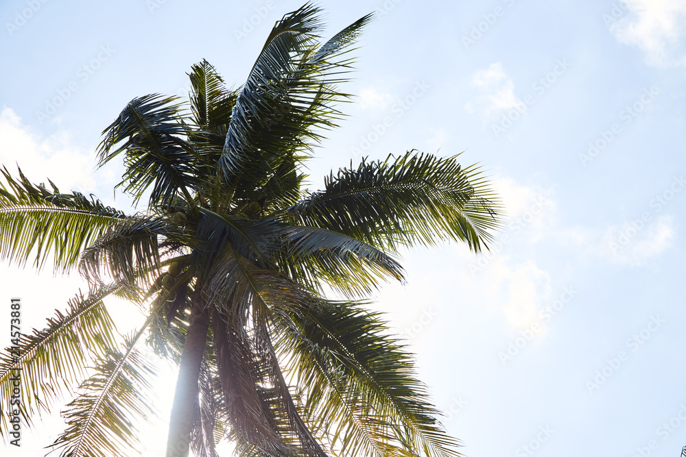 Coconut Palm Trees Summer Sunny Sky