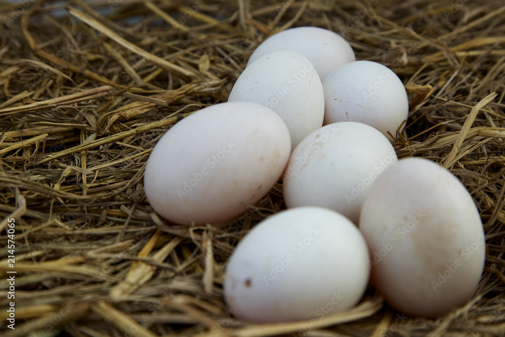 Duck eggs on the nest