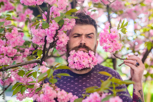 Man with beard and mustache on strict face near tender pink flowers. Hipster with sakura blossom in beard. Bearded man with fresh haircut with bloom of sakura on background. Masculinity concept.