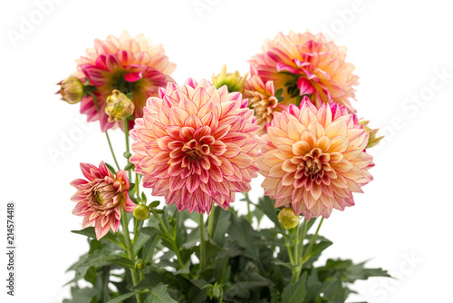 Fototapeta Naklejka Na Ścianę i Meble -  Dahlie