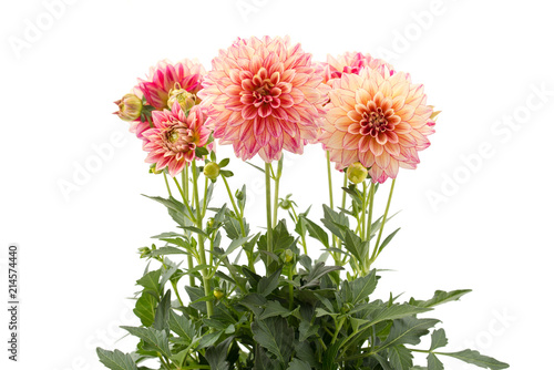 Fototapeta Naklejka Na Ścianę i Meble -  Dahlie