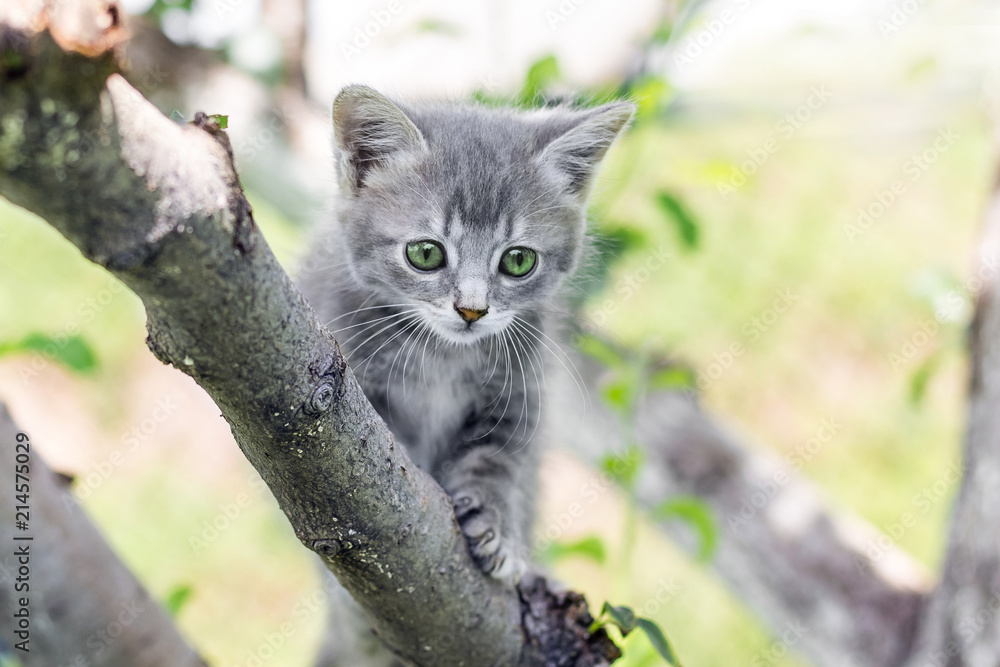 Gray kitty with green eyes on a tree_