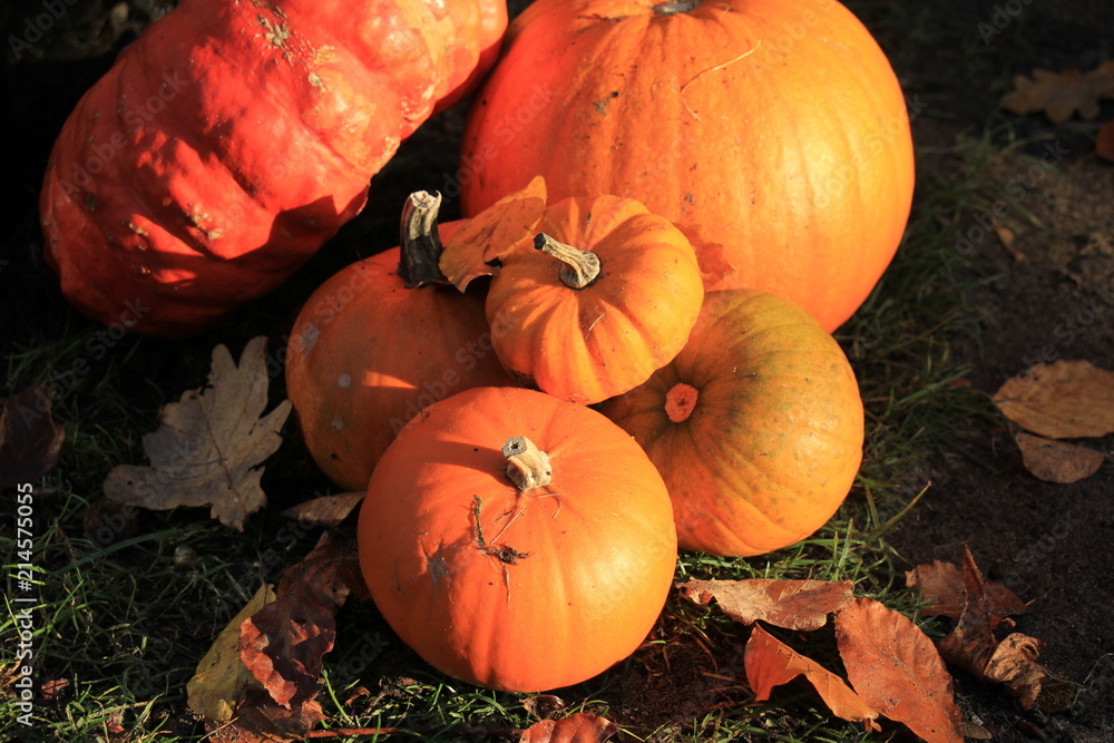 Obraz premium Bright orange pumpkins