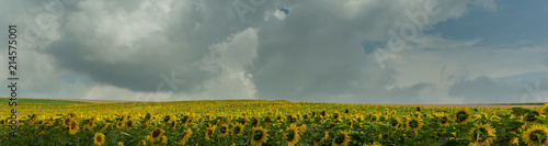 Sonnenblumenfeld mit sch  nen Wolken