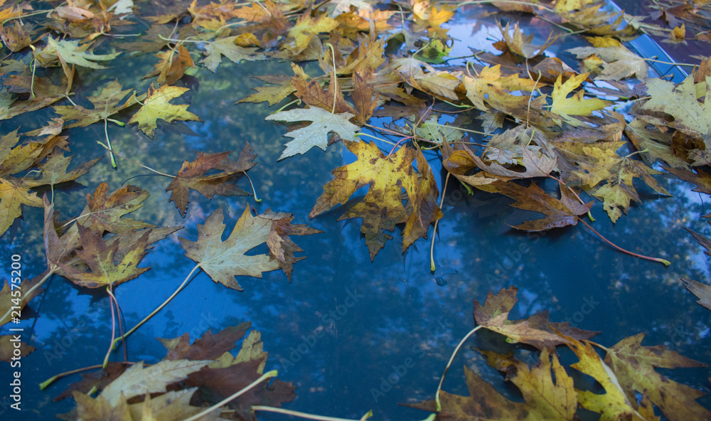 Fall leaves on car hood Fall leaves on car hood