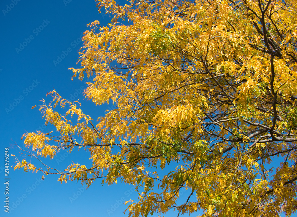 Yellow Fall leaves on branches