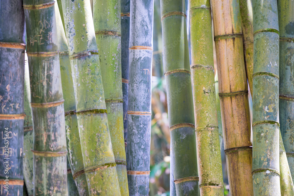 Bamboo Bamboo