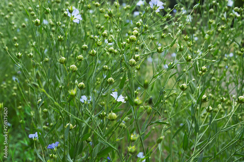 Close up of flowering flax plants