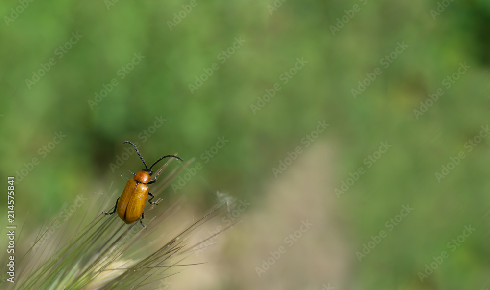 Brown Shiny Beetle Chilling on Grass Brown Shiny Beetle Chilling on Grass