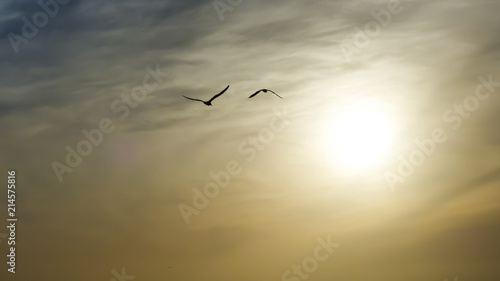 Canvas Print Free birds flying towards the sun on a cloudy day