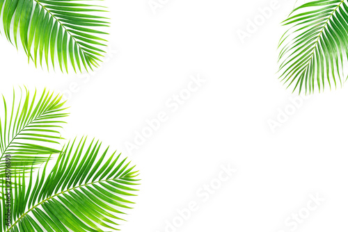 Palm leaves isolated on white background.