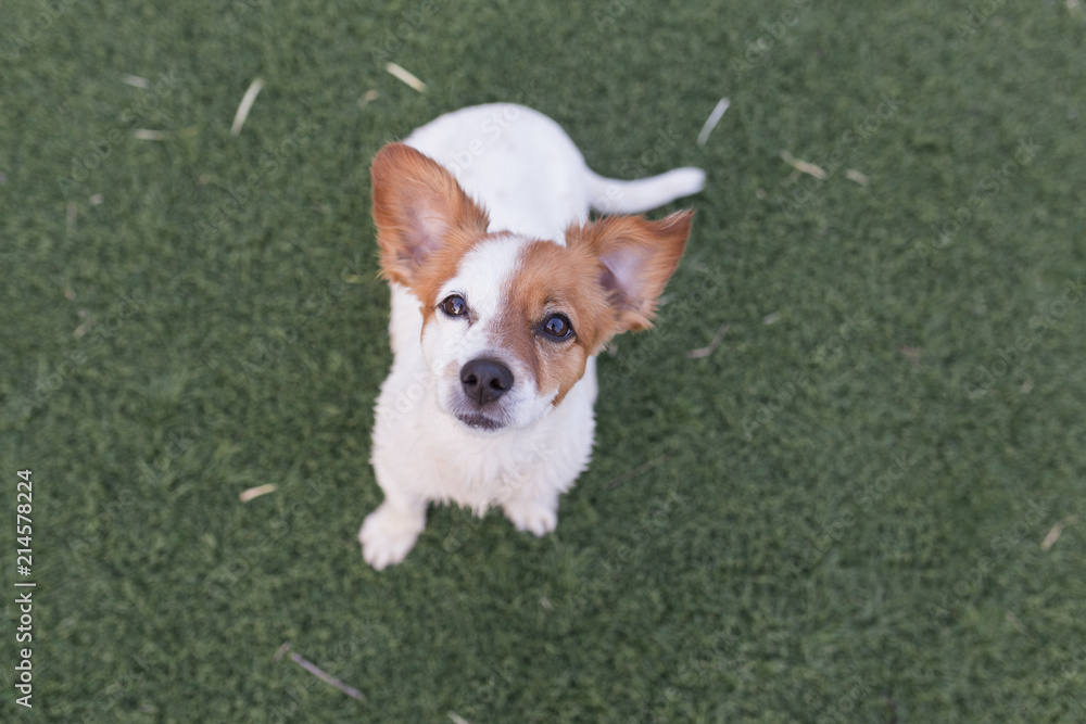 portrait of a cute small dog sitting on the green grass with funny ears and looking at the camera. Love for animals concept and lifestyle portrait of a cute small dog sitting on the green grass with funny ears and looking at the camera. Love for animals concept and lifestyle