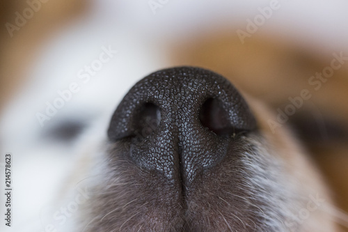 close up macro view of a cute small snout of a dog with black nose and white fur. Pets indoors. Dog sleeping