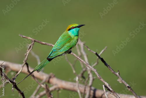 Little Green Bee-eater - Merops orientalis, beautiful colored bee-eater from Sri Lankan forests and bushes.