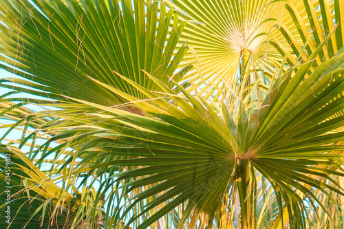 Coconut Palm tree with blue sky
