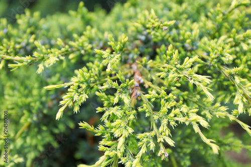 Juniper bush on spring day outdoors