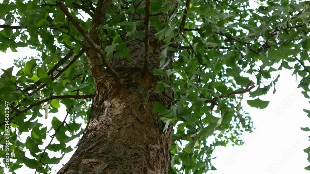 Close-up of Ginkgo Tree, Ginkgo Biloba, With Leaves Moving In The Wind, Zoom Out Close-up of Ginkgo Tree, Ginkgo Biloba, With Leaves Moving In The Wind, Zoom Out