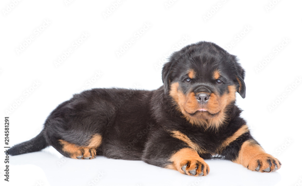 Little rottweiler puppy. Isolated on white background Little rottweiler puppy. Isolated on white background