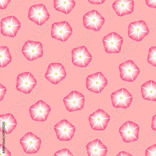 Pink Morning Glory Flower o...