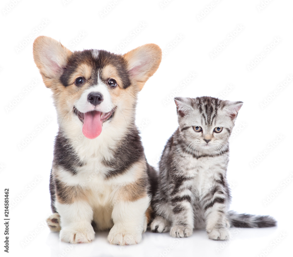 corgi puppy with open mouth sits with scottish tabby kitten and looking at camera. isolated on white background