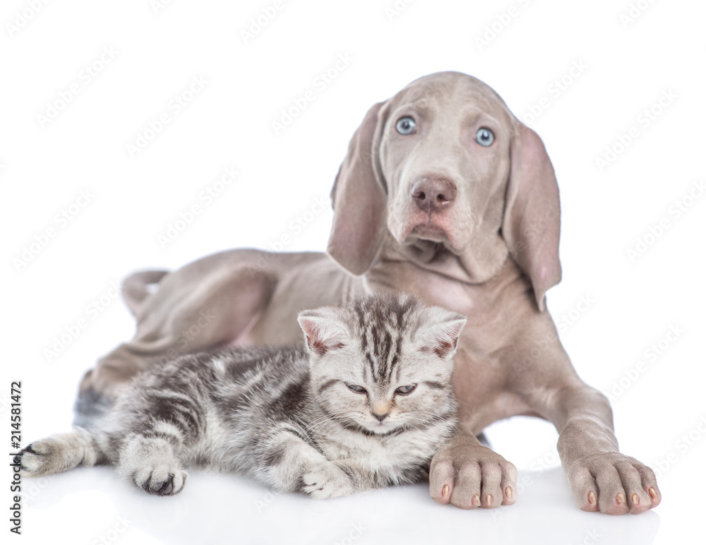Weimaraner puppy lying with tabby kitten and looking at camera. isolated on white background
