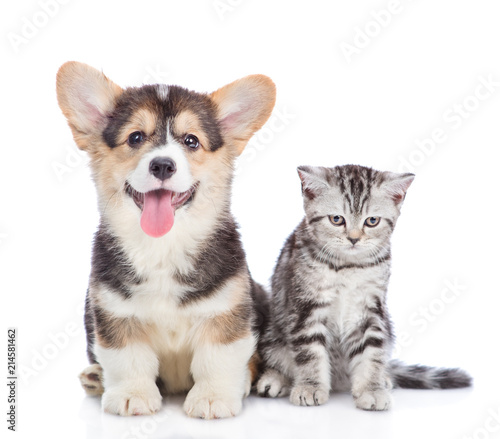 corgi puppy with open mouth sits with scottish tabby kitten and looking at camera. isolated on white background © Ermolaev Alexandr