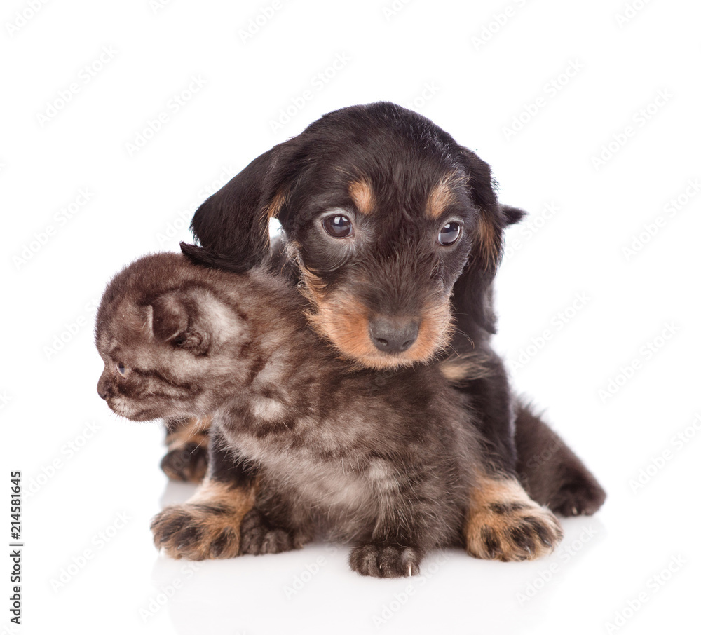 Playful dachshund puppy hugs kitten.  isolated on white background