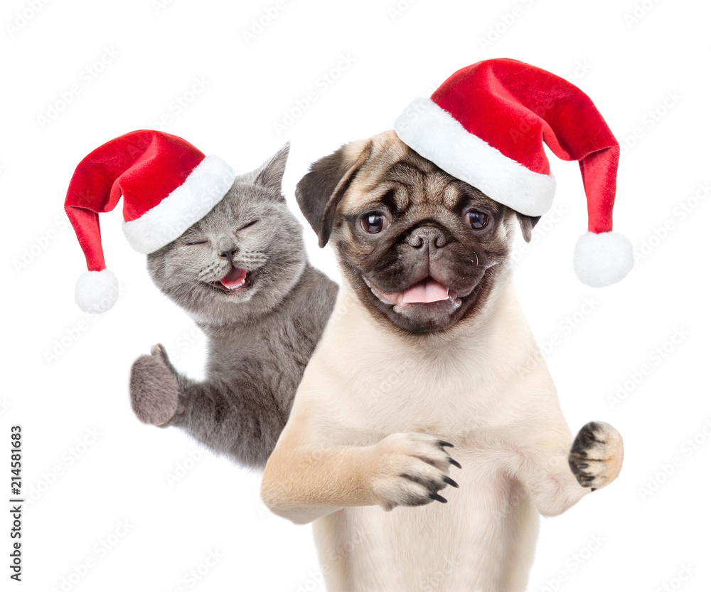 Pug puppy in red santa hat and small happy kitten together with gift box. isolated on white background Pug puppy in red santa hat and small happy kitten together with gift box. isolated on white background